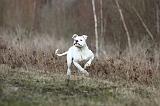 BOULEDOGUE AMERICAIN 015